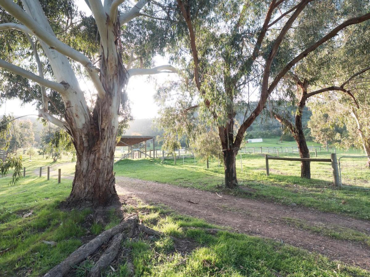 Halls On Falls Homestead Strath Creek Dış mekan fotoğraf